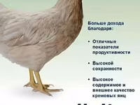 Hy-Line — 1-сурет