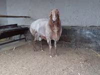 Widder, Arashan sheep — Foto 2