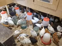 Chickens — الصورة 6