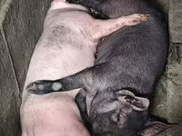 Schweine (Partie, Geschlecht nicht angegeben), Дюрок — Foto 4