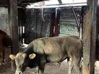 بقرة, Latvian Blue cattle — الصورة 6