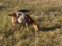 Ziege, Ziegen — Foto 2