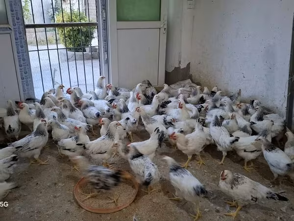 Chickens