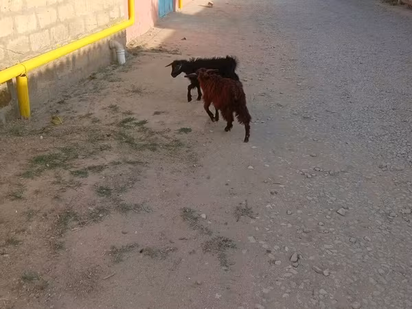 Теке, Ешкілер