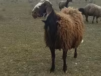 Қошқар, Қойлар — 1-сурет