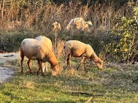 Qoʻy, Katum sheep — 2-rasm
