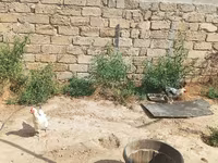 Chickens — फ़ोटो 1