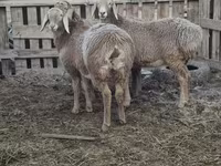 Schaf, Arashan sheep — Foto 5
