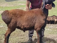 كبش, Blackheaded Persian sheep — الصورة 2