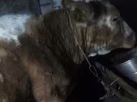 母牛, Cattle — 照片 1