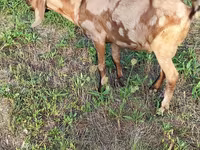 Keçi, Nubian Goat — foto 2