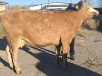 İnək, Simmental cattle — foto 6