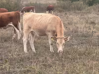 بقرة, Latvian Blue cattle — الصورة 5