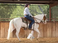 Stute, American paint horse — Foto 5