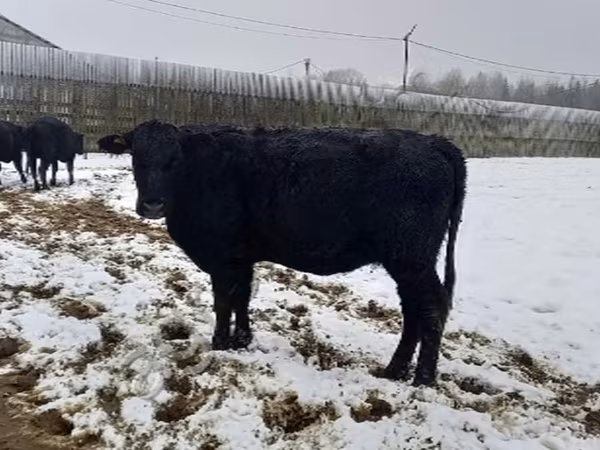 Aberdeen-Angus