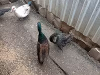 Ducks — الصورة 4