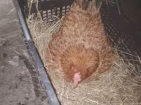 Chickens — الصورة 2