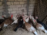 Guinea fowl — Foto 1
