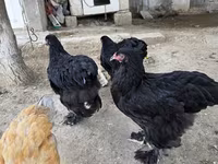 Brahma — Foto 4