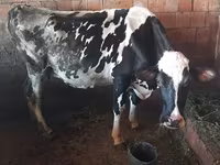Kuh, Holstein-Rasse — Foto 2