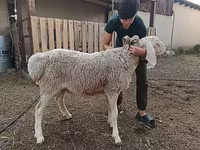 Qoyunlar (partiya, cinsi göstərilməyib), Arashan sheep — foto 8