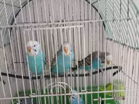 Məhsul: Budaqlı qəfəsdə dalmatin/zolaqlı mavi-bəyaz dalğıç (budaq) — foto 3