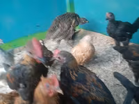 Chickens — Foto 6