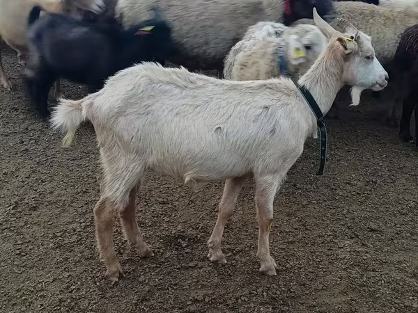Dişi keçi, Alpine goat
