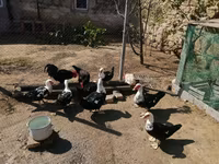 Ducks — الصورة 1