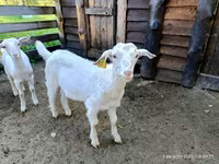 Keçi, Saanen goat — foto 1