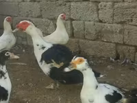 Ducks — Foto 1