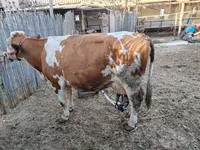 母牛, Simmental cattle — 照片 6