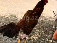 Chickens — photo 1