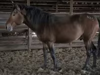 Hengst, Kazakh horse — Foto 2