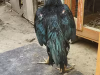 Chickens — Foto 1