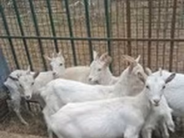 Goat, Goats