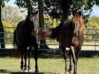 At, Rocky Mountain Horse — foto 7