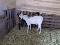 Теке, Nubian Goat — 6-сурет