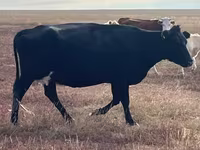 Sigir, Latvian Blue cattle — 2-rasm