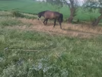 Caballo, Caballos — foto 2