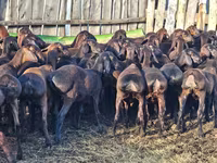 Schaf, Hissar sheep — Foto 4