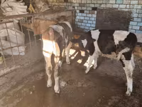 सांड, मवेशी — फ़ोटो 3