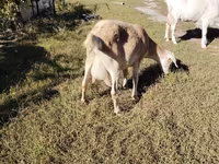 Ziege, Saanen goat — Foto 3