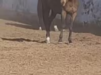 Pferde (Partie, Geschlecht nicht angegeben), Thoroughbred horse — Foto 4