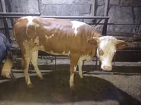 गाय, Simmental cattle — फ़ोटो 6