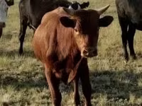 Bulle, Aberdeen-Angus — Foto 3