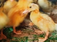Ducks — Foto 2