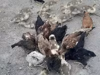 Chickens — Foto 8