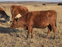 Sigir, Latvian Blue cattle — 4-rasm