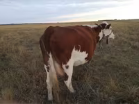 Корова, Simmental cattle — фото 1